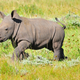 Illustration for article titled Orphaned Baby Rhino Thinks Grey Jeep Is His New Mom
